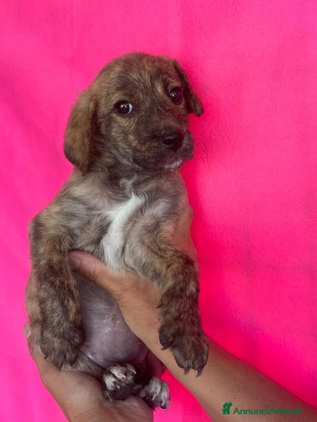 Meticcio cani in regalo: Dolcissimi cuccioli 4 maschi e 3 femmine  a Città Metropolitana di Firenze - Annuncio 1