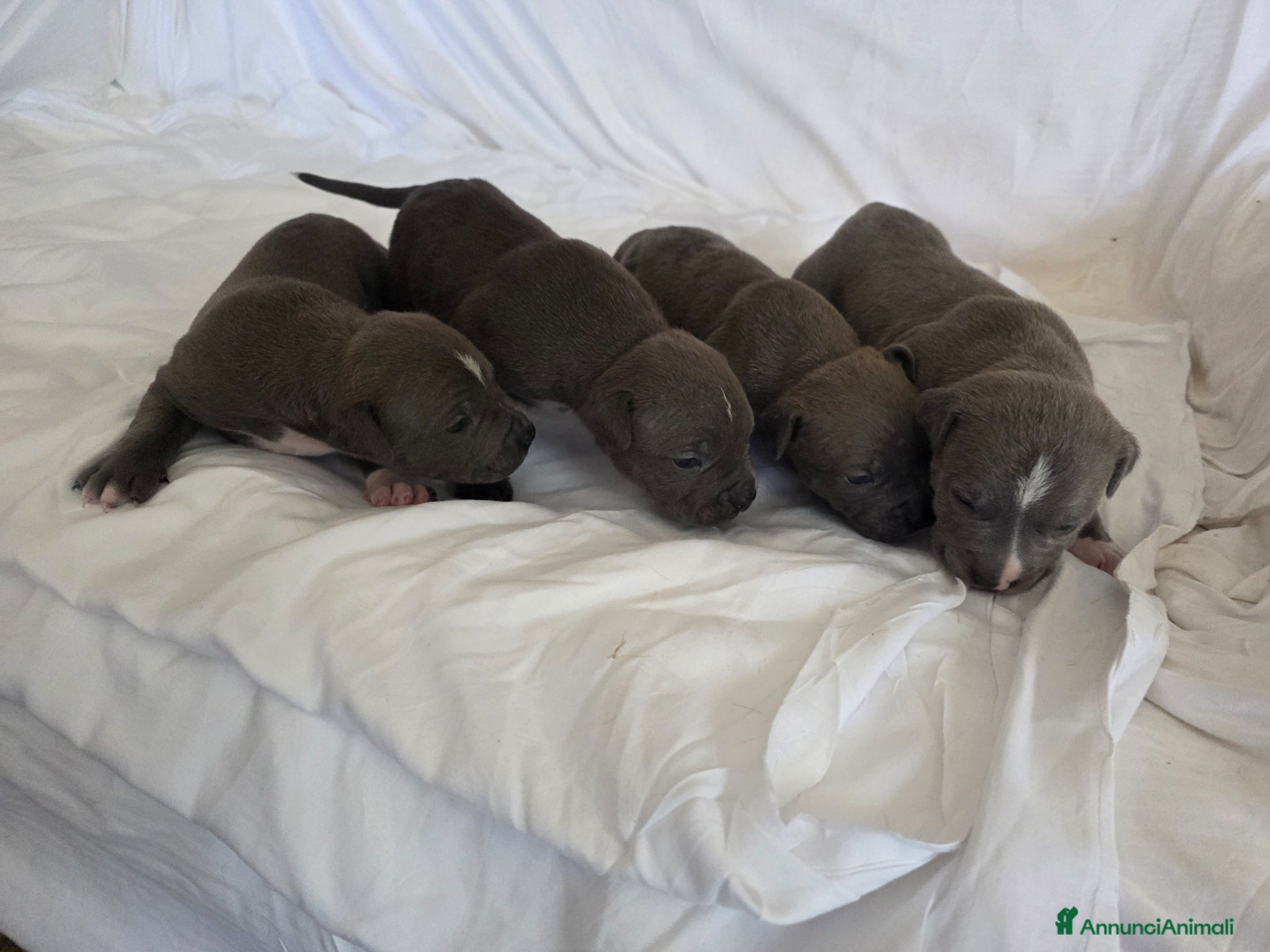 American Staffordshire cani Cuccioli di Amstaff  - Annuncio 14