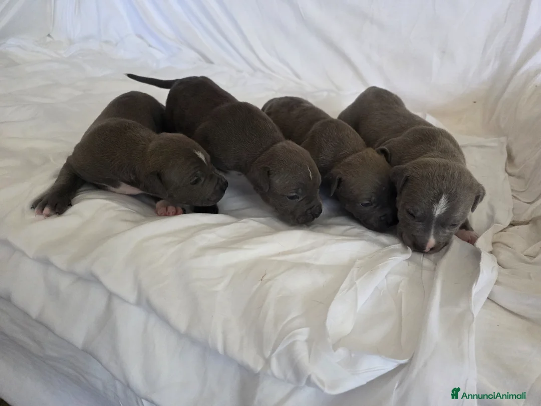 American Staffordshire cani in vendita: Cuccioli di Amstaff  - Annuncio 1