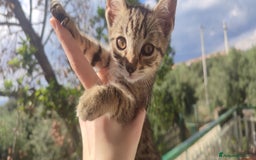 Altre razze gatti in regalo: Cuccioli di gatto a Città metropolitana di Catania - Immagine 2
