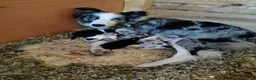 Border Collie cani in vendita: Vendo - Annuncio 1