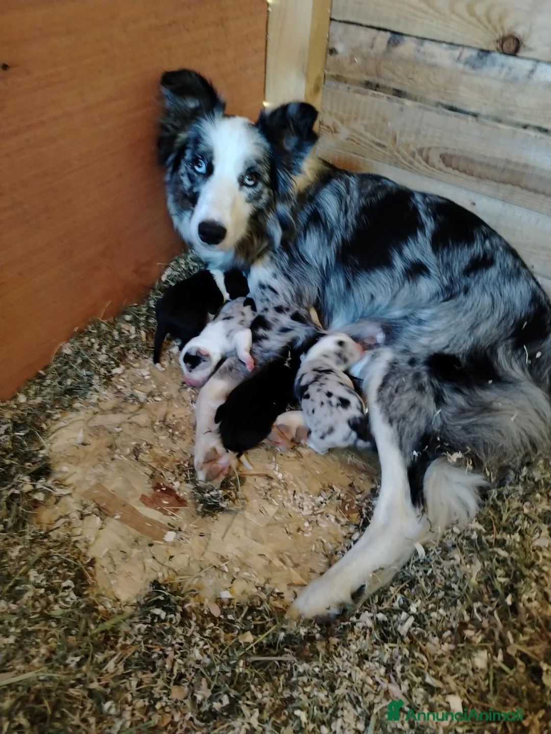 Border Collie cani in vendita: Vendo - Annuncio 1