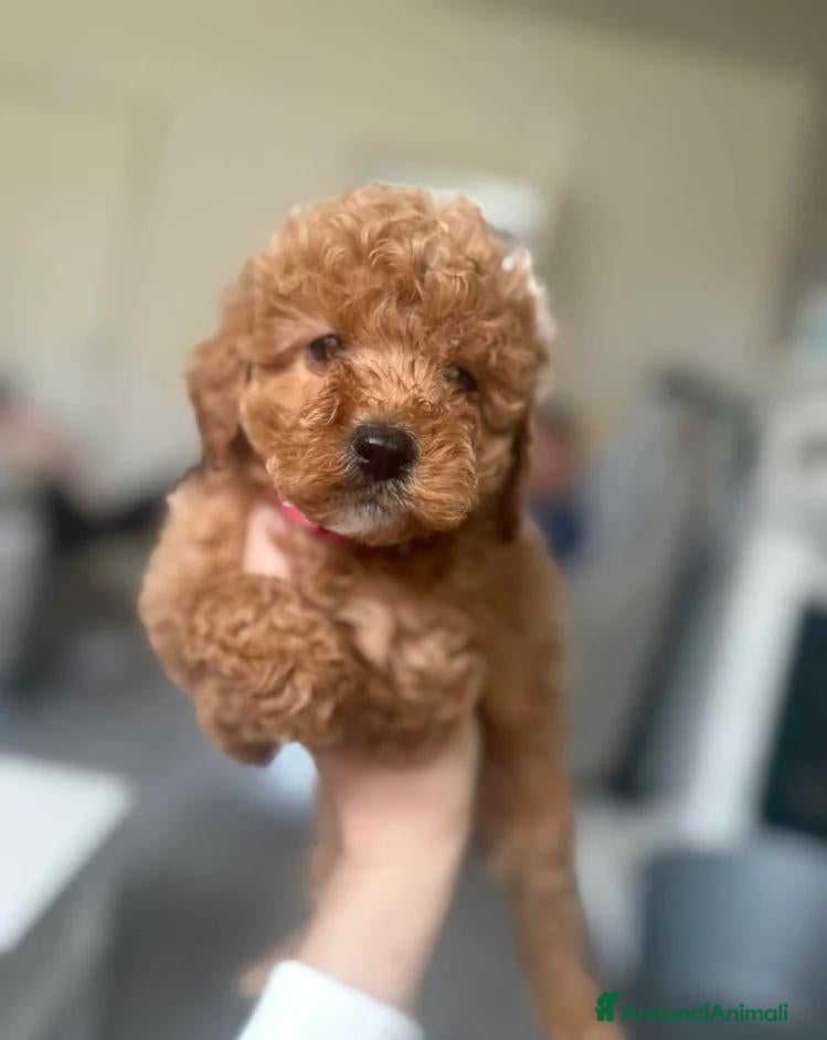 Cockapoo cani Cuccioli di Cockapoo  - Annuncio 1