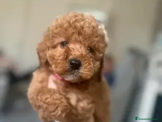 Cockapoo cani Cuccioli di Cockapoo - Annuncio 7