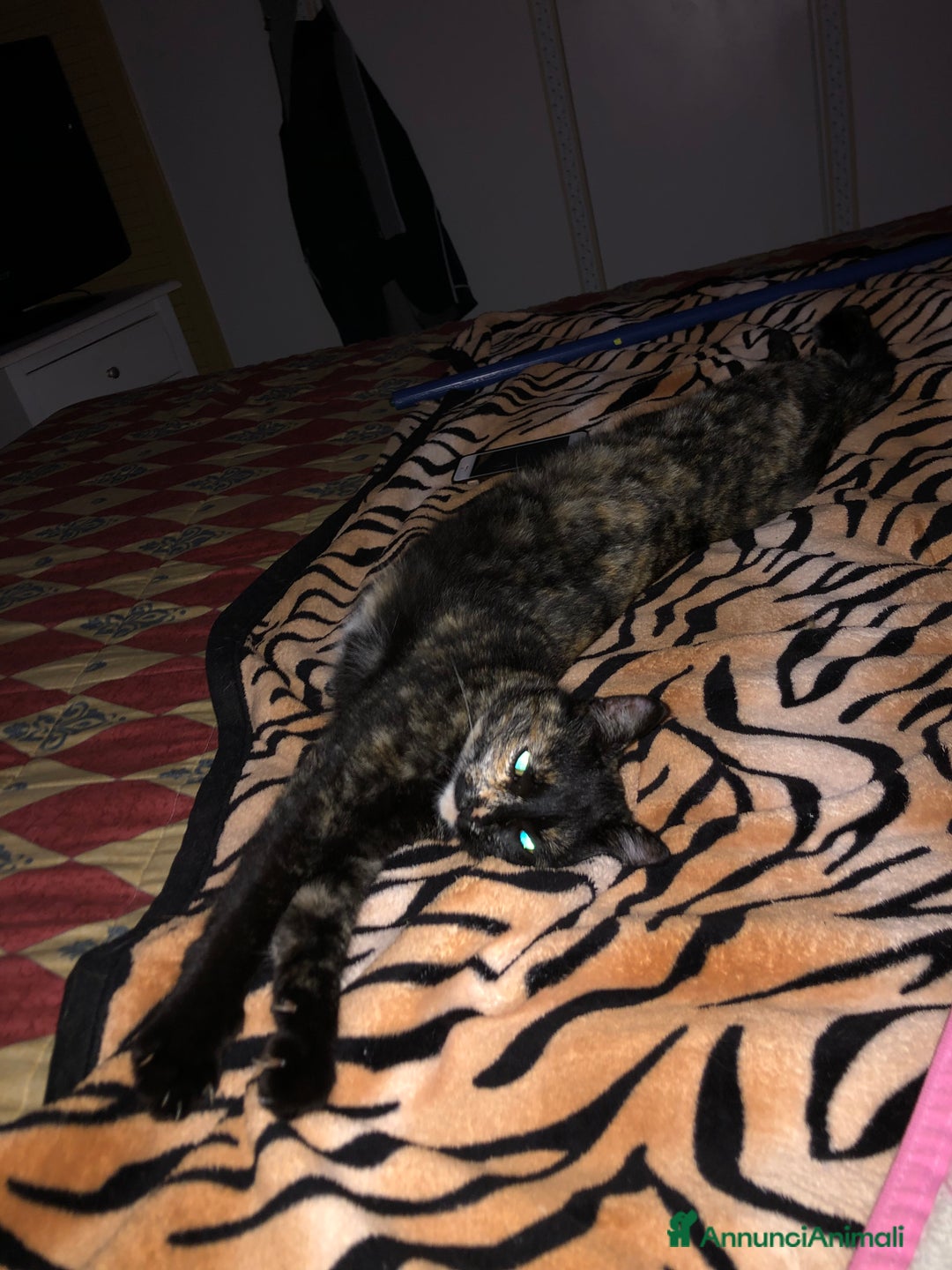 Europeo gatti in regalo: Gatta sterilizzata  - Annuncio 4