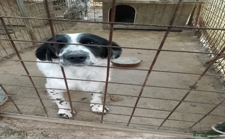 Setter Inglese cani Paco ha bisogno di una famiglia  - Annuncio 2