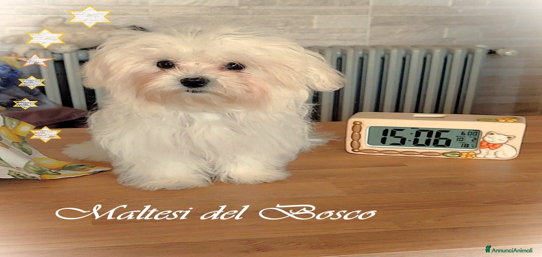 Immagine della galleria {{count}}