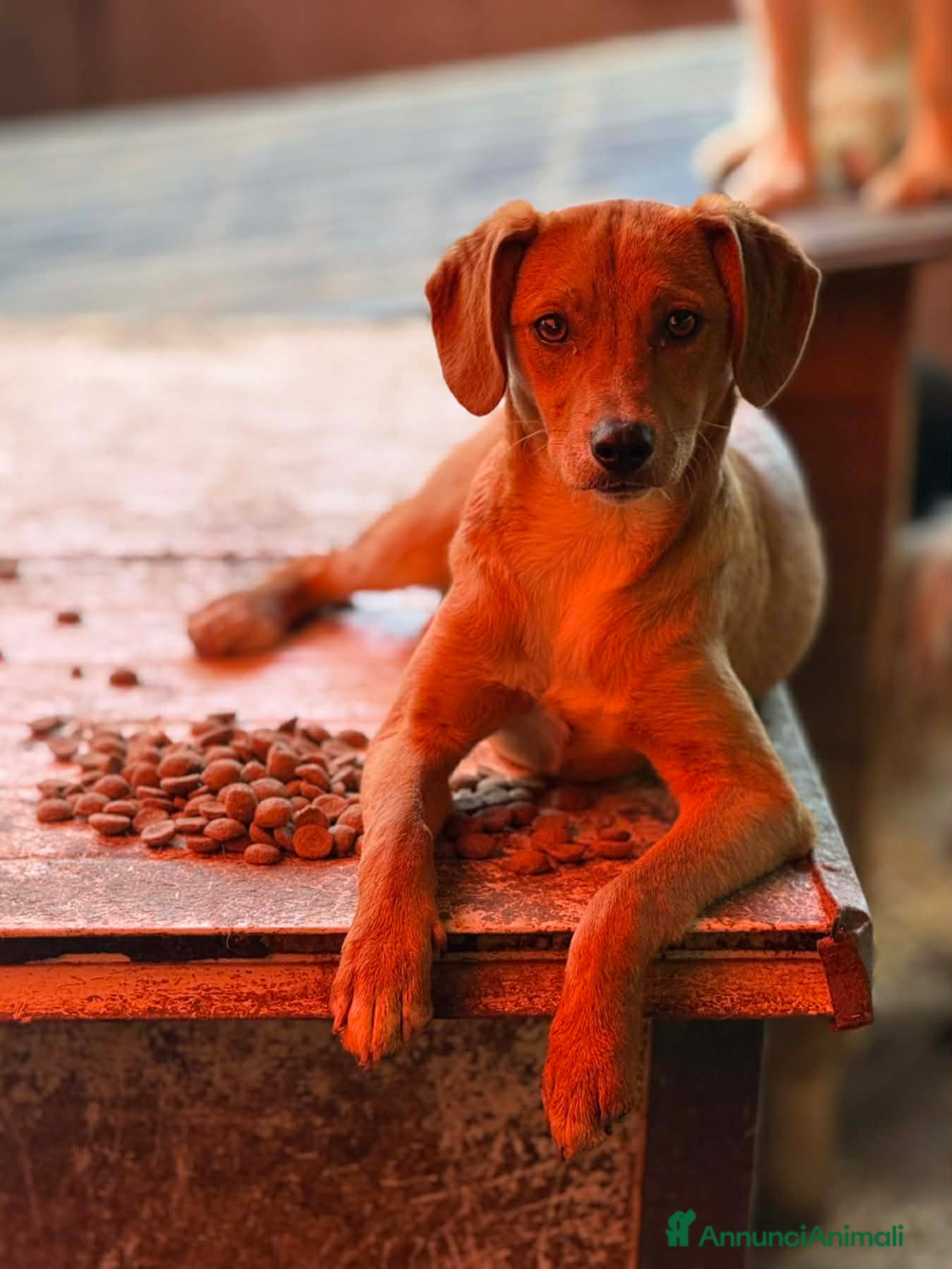 Meticcio cani in regalo: NATALIE, cucciola dolcissima cerca casa! - Annuncio 8