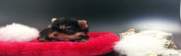 Yorkshire cani in vendita: Yorkshire terrier toy  - Annuncio 3