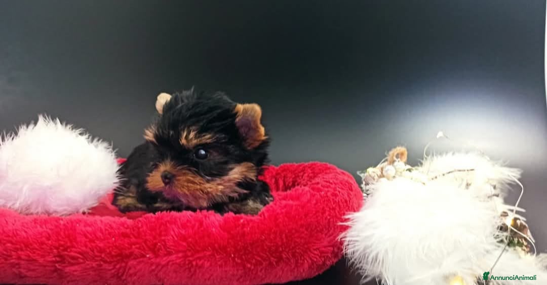 Yorkshire cani in vendita: Yorkshire terrier toy  - Annuncio 3
