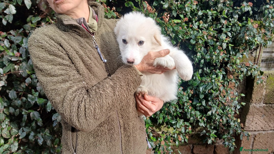Meticcio cani in regalo: LA BELLISSIMA GEMMA TI STA ASPETTANDO, IN ADOZIONE - Annuncio 2