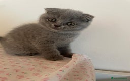 Scottish gatti in vendita: AMICI PELOSI SCOTTISH CERCANO CASA🩷🩷💙💙 a Provincia di Padova - Immagine 3