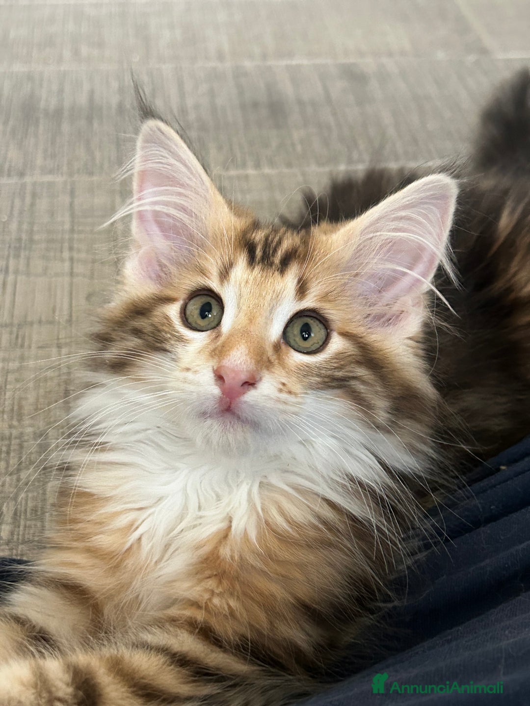 Norvegese gatti in vendita: Vendo cuccioli Norvegesi delle Foreste - Annuncio 4