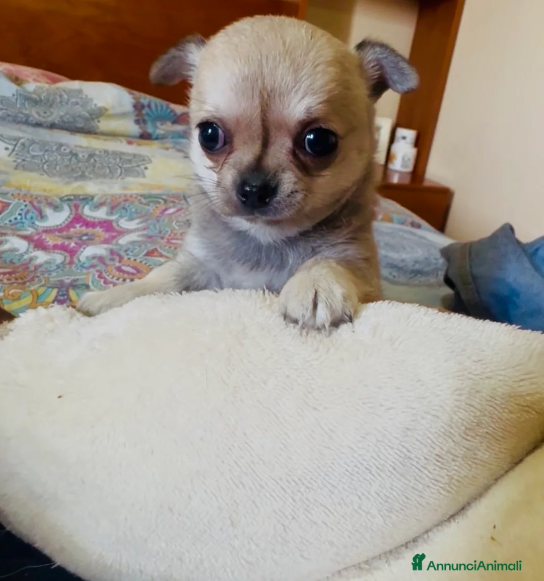 Chihuahua cani in vendita: Cucciola di chihuahua pelo corto pedigree ENCI  - Annuncio 4