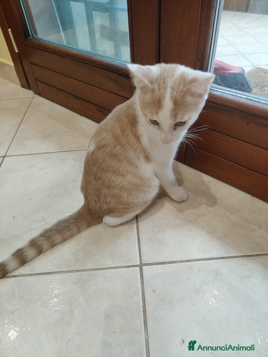 Altre razze gatti in regalo: Cuccioli di gatto  - Annuncio 2