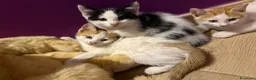 Europeo gatti in regalo: Tre gattini maschi a Città metropolitana di Roma Capitale - Annuncio 10