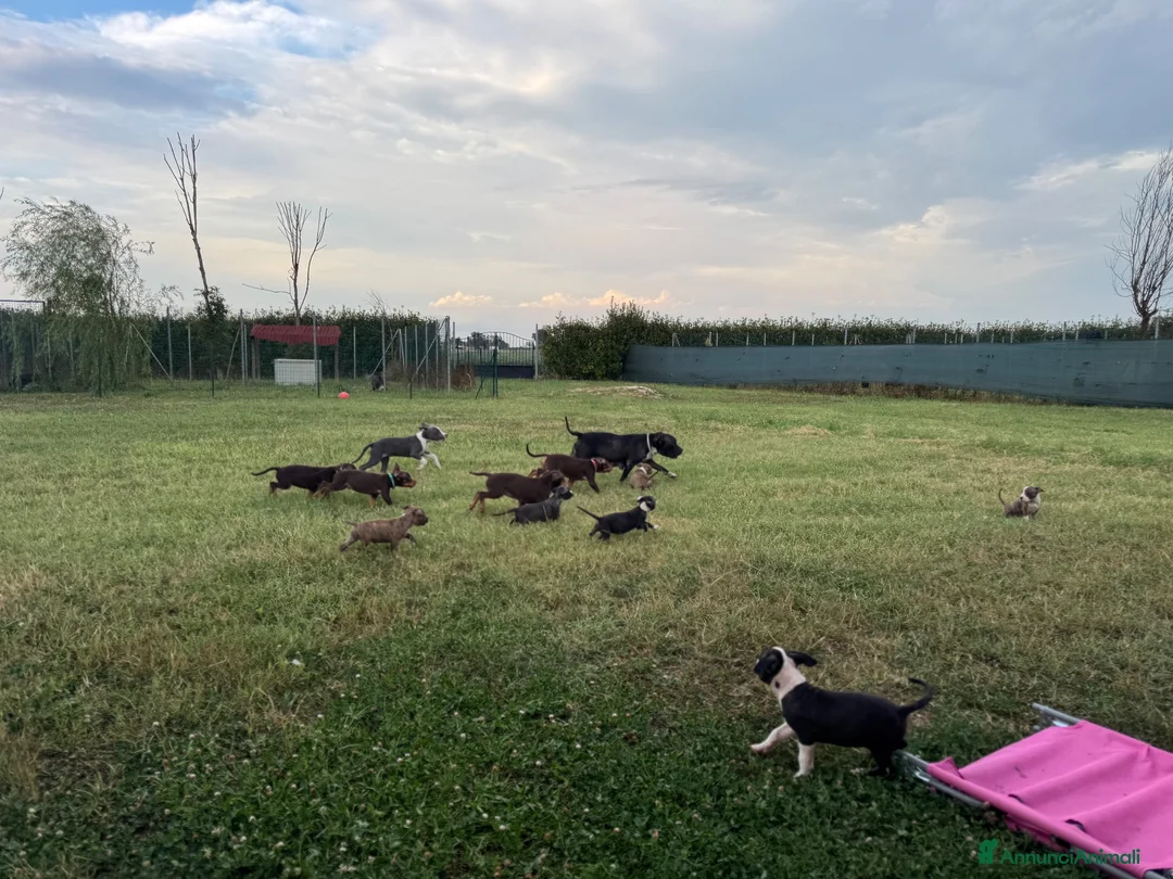 Pitbull cani in vendita: Cuccioli Pit Bull con pedigree anche a rate - Annuncio 2