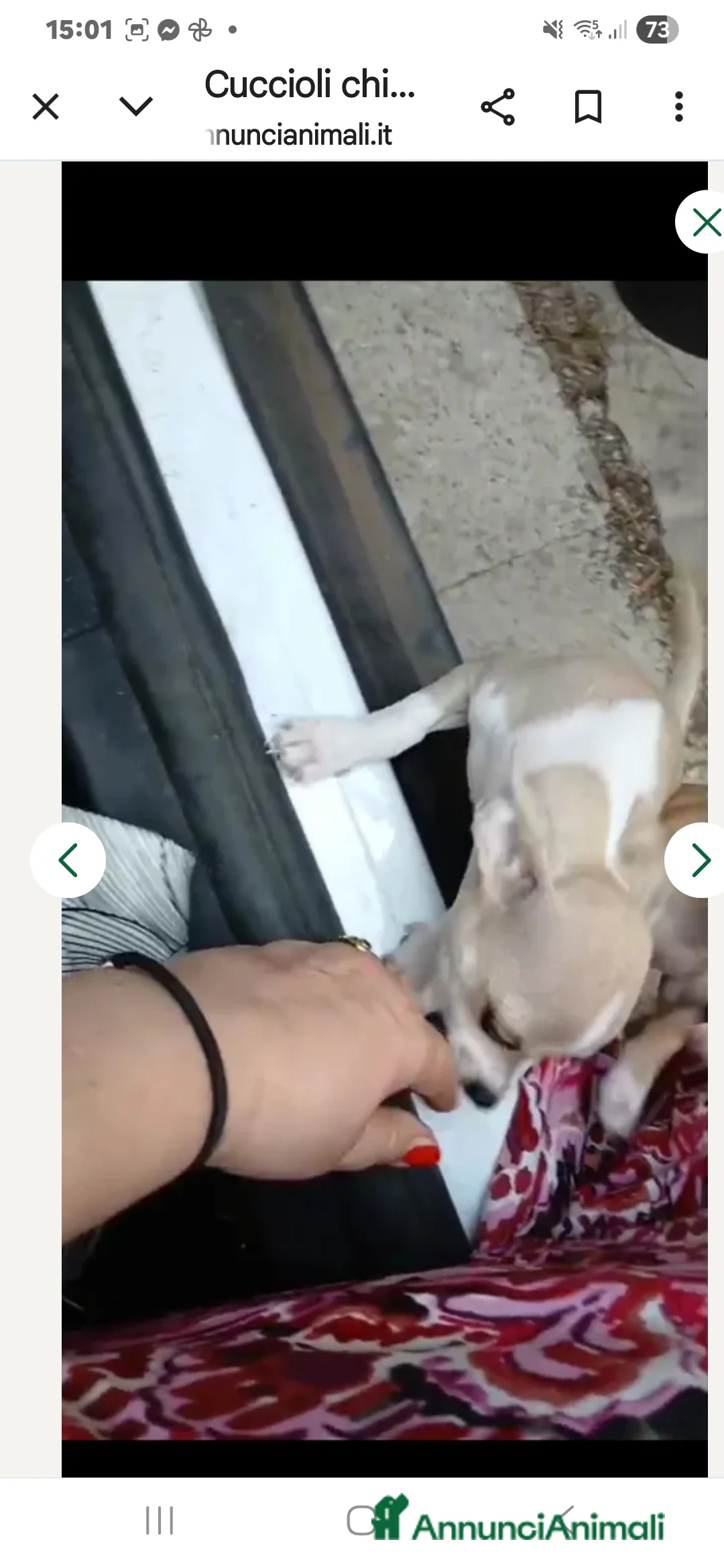 Chihuahua cani in vendita: Cuccioli di chihuahua - Annuncio 8