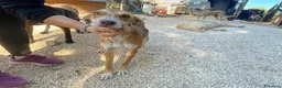 Meticcio cani in regalo: Wendy si sta spegnendo in un box - Annuncio 5