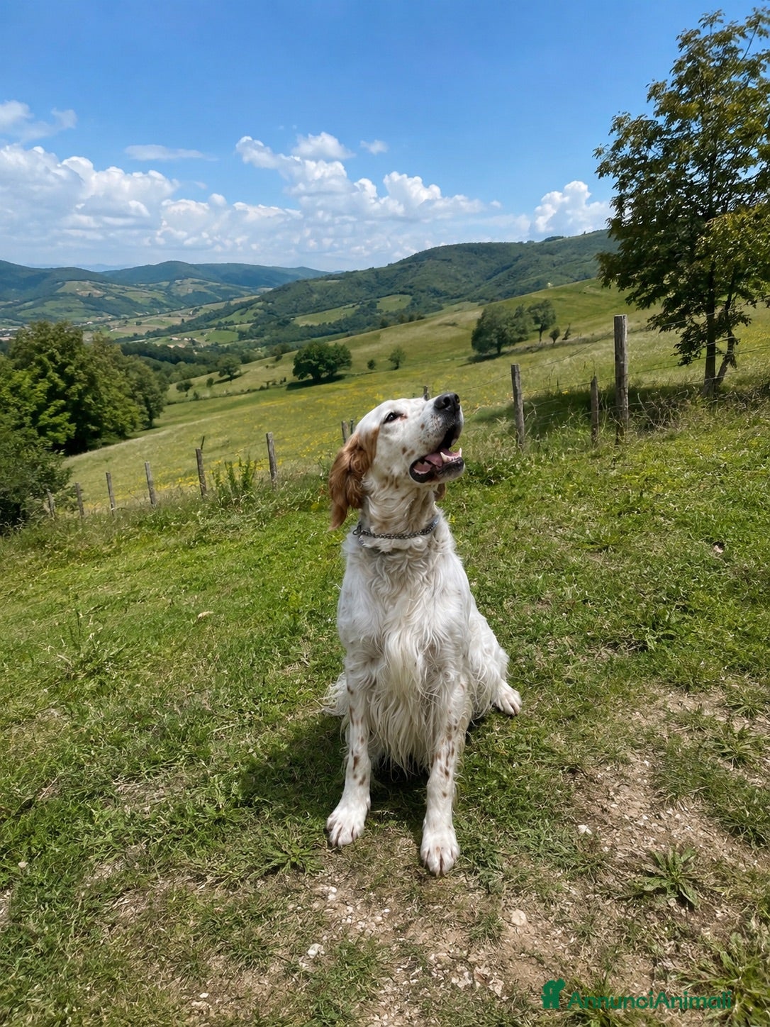 Setter Inglese cani Setter da caccia - Annuncio 1