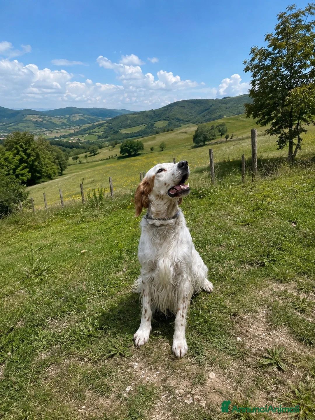 Setter Inglese cani in regalo: Setter da caccia a Provincia di Pesaro e Urbino - Annuncio 1
