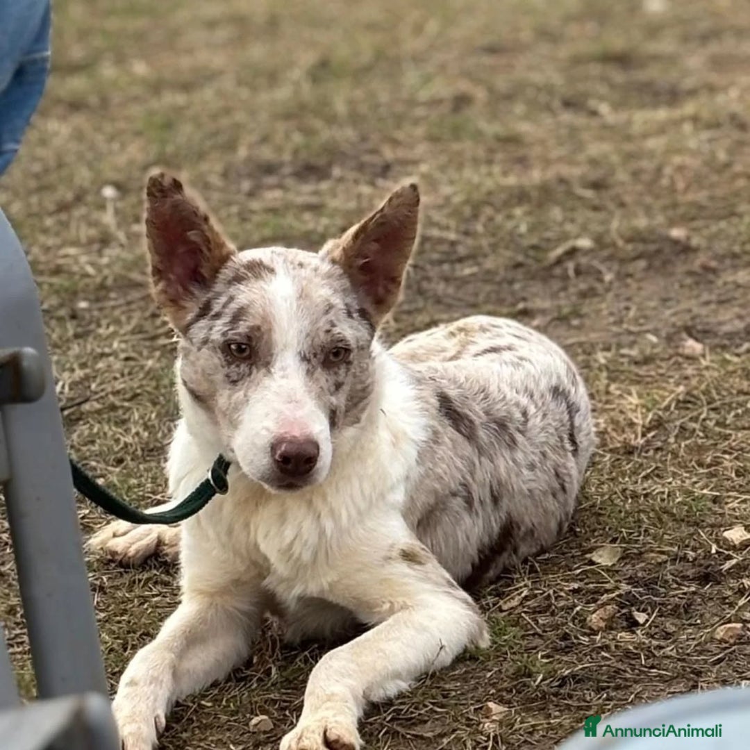 Border Collie cani in regalo: Severino border collie smooth 11 mesi in adozione - Annuncio 3