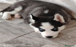 Husky cani in vendita: Cuccioli di huski  a Provincia di Padova - Immagine 5