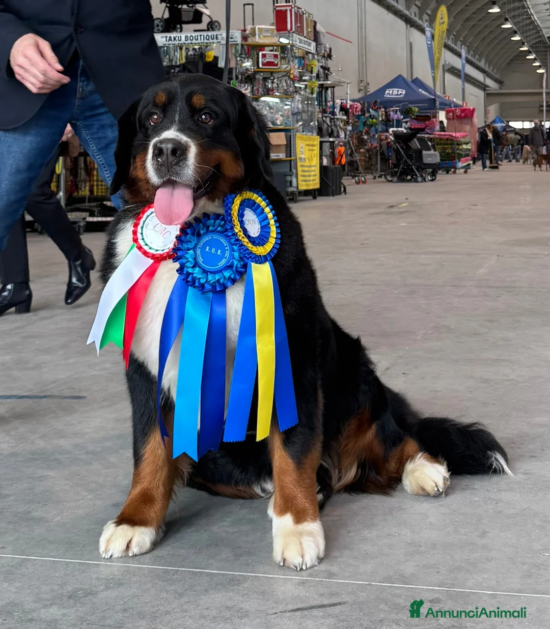 Immagine della galleria {{count}}