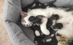 Europeo gatti in regalo: TIMIDOME DI 6MESI CERCA CASA, mi chiamo Numero Tre - Immagine 7