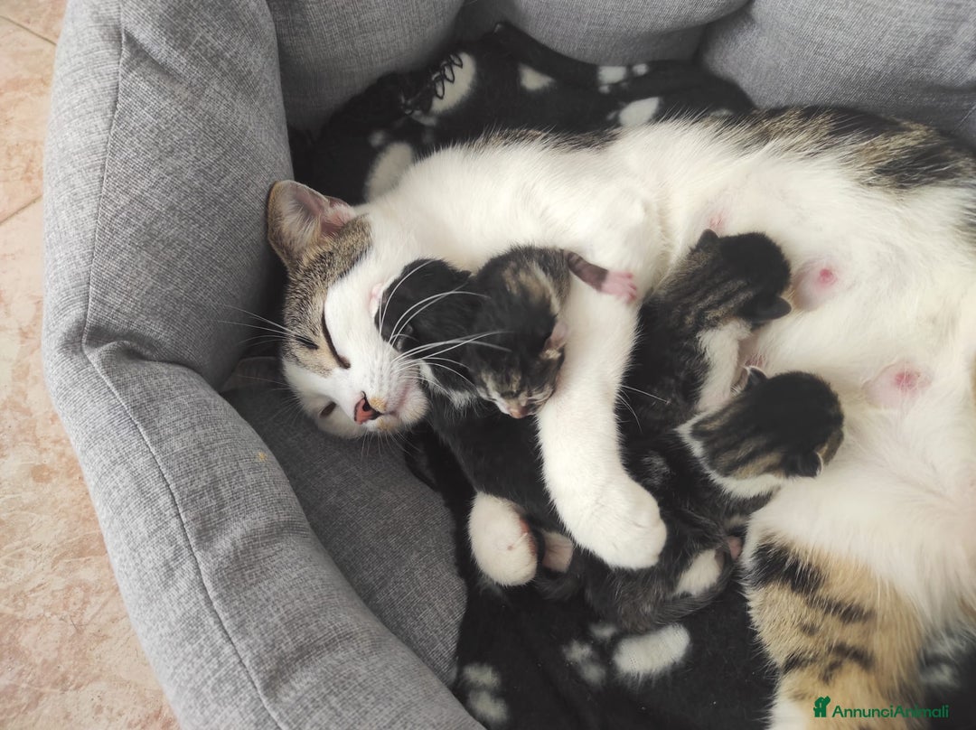 Europeo gatti in regalo: TIMIDOME DI 6MESI CERCA CASA, mi chiamo Numero Tre - Immagine 7