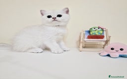 British gatti in vendita: Cuccioli British Shorthair a Villafranca di Verona - Immagine 13