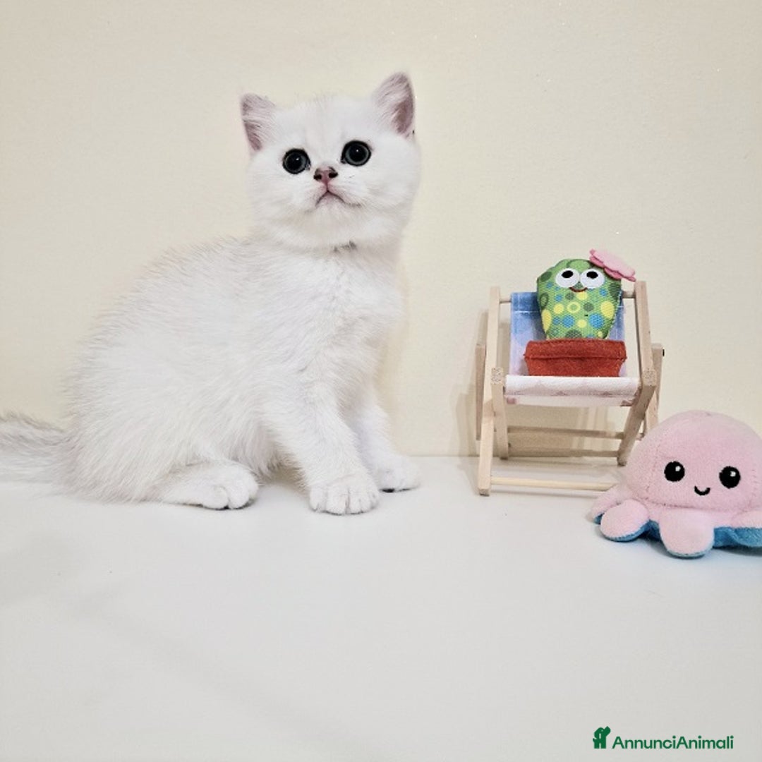 British gatti in vendita: Cuccioli British Shorthair a Villafranca di Verona - Immagine 13