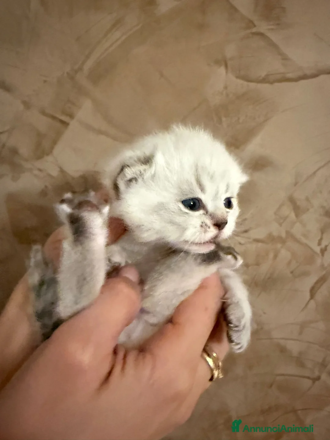 Scottish gatti in vendita: Scottish Fold e straight - Annuncio 2