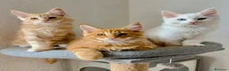 Maine Coon gatti in vendita: Gattini Maine coon di razza pura - Annuncio 1