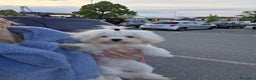 Maltese cani in vendita: Cuccioli di razza Maltese  a Provincia di Padova - Annuncio 3