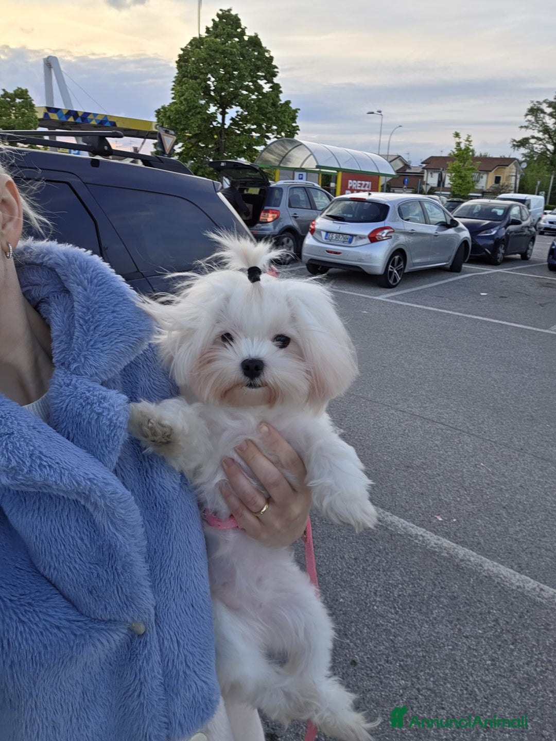 Maltese cani in vendita: Cuccioli di razza Maltese  a Provincia di Padova - Annuncio 3