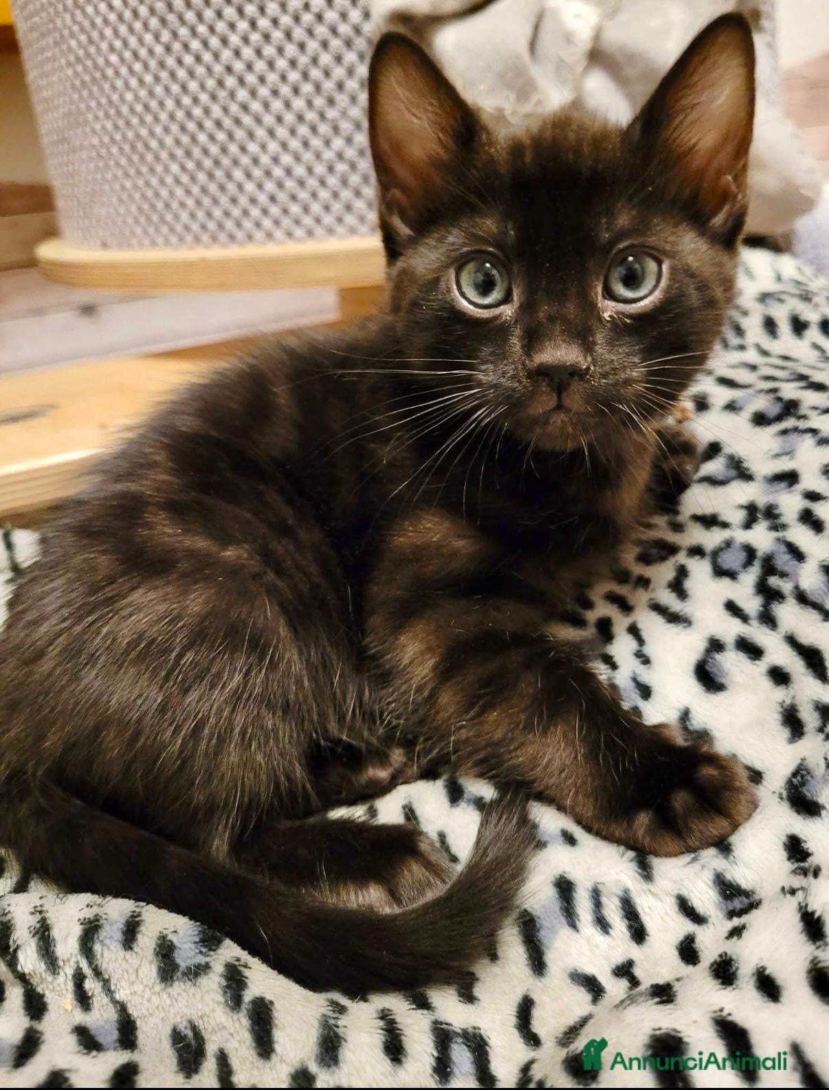 Bengala gatti Bellissimi cuccioli di bengala  - Annuncio 1