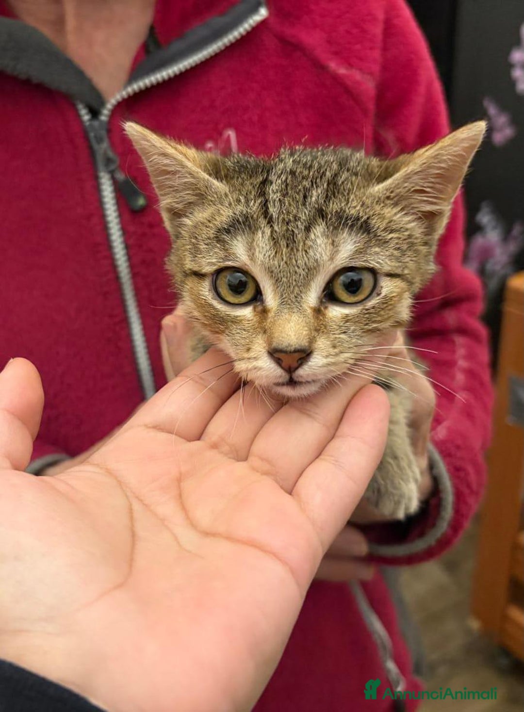 Europeo gatti in regalo: Gattino maschio 3 mesi - Annuncio 7