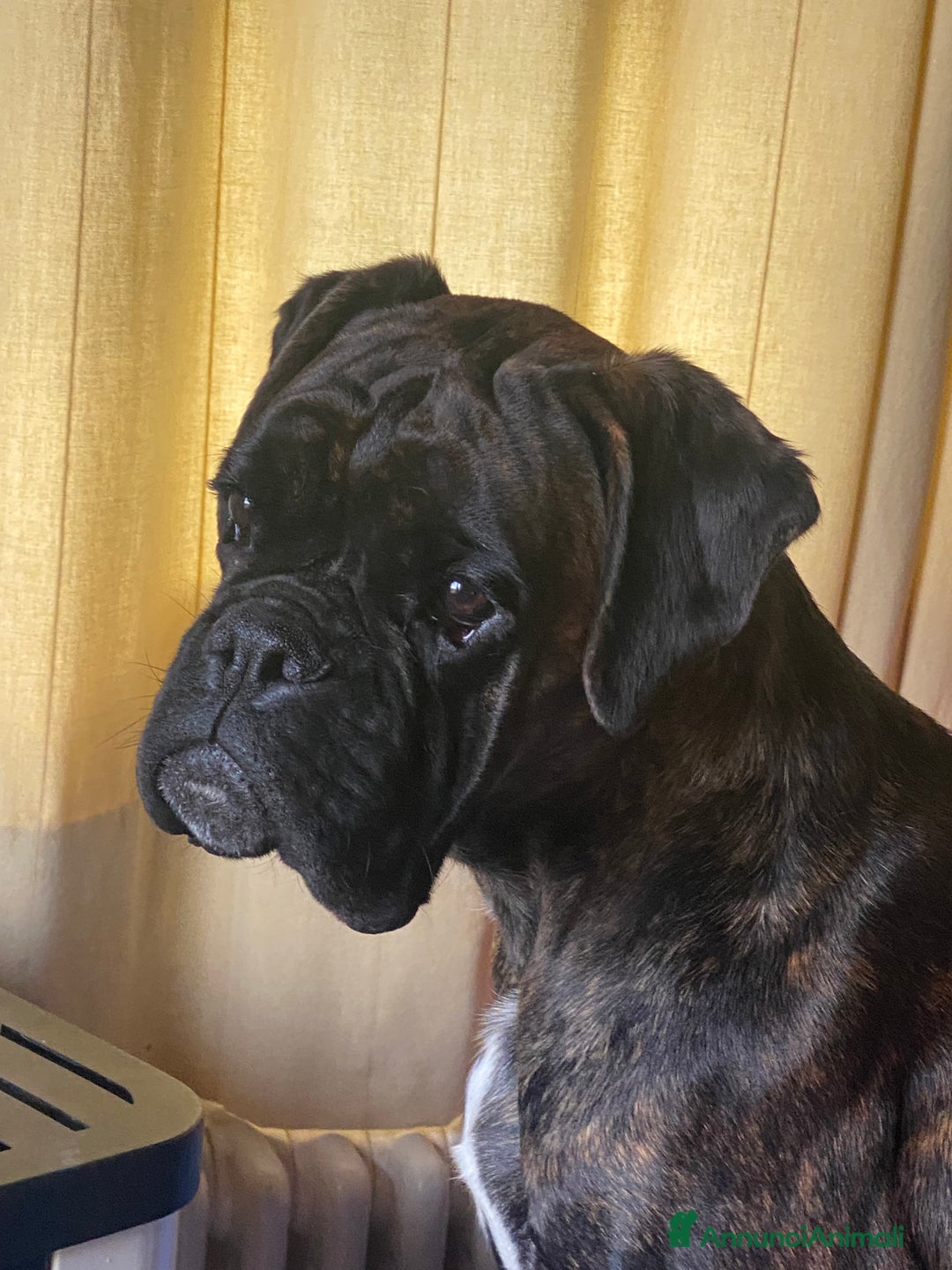 Immagine della galleria {{count}}