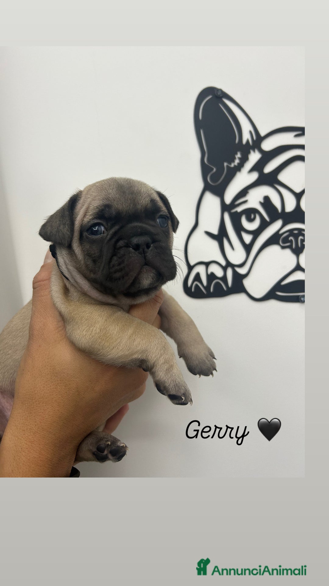 Bulldog Francese cani in vendita: Cuccioli di bulldog francese ❤️ - Annuncio 12