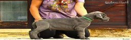 Alano cani in vendita: Alani cuccioli Blu - Annuncio 1