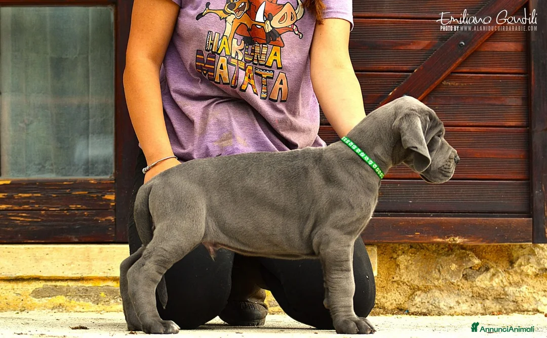 Alano cani in vendita: Alani cuccioli Blu - Annuncio 1