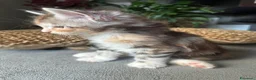 Maine Coon gatti in vendita: Vendita cuccioli Maine Coon con pedigree ANFI a Città metropolitana di Milano - Annuncio 5