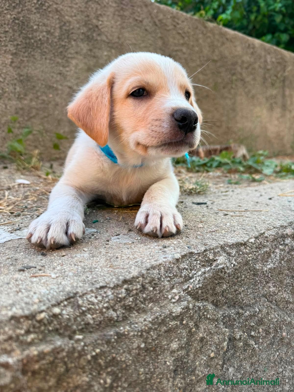 Meticcio cani Miele dolce  cucciolo simil labrador ma più bello - Annuncio 5
