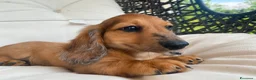 Bassotto Nano cani in vendita: Cucciolo di Bassotto Nano a Pelo Lungo a Città Metropolitana di Torino - Annuncio 3