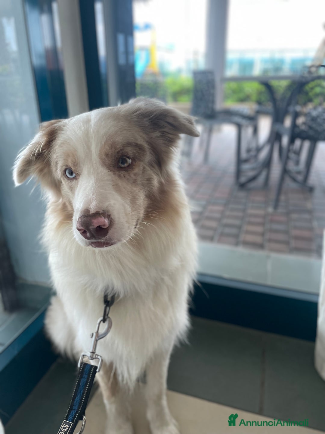 Border Collie cani per accoppiamento: Border Collie Lilac Merle disponibile per monte. a Città Metropolitana di Venezia - Immagine 3