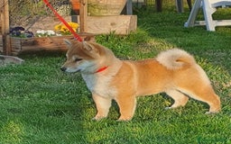Shiba Inu cani in vendita: Shiba inu cuccioli  a Province of Pavia - Immagine 27