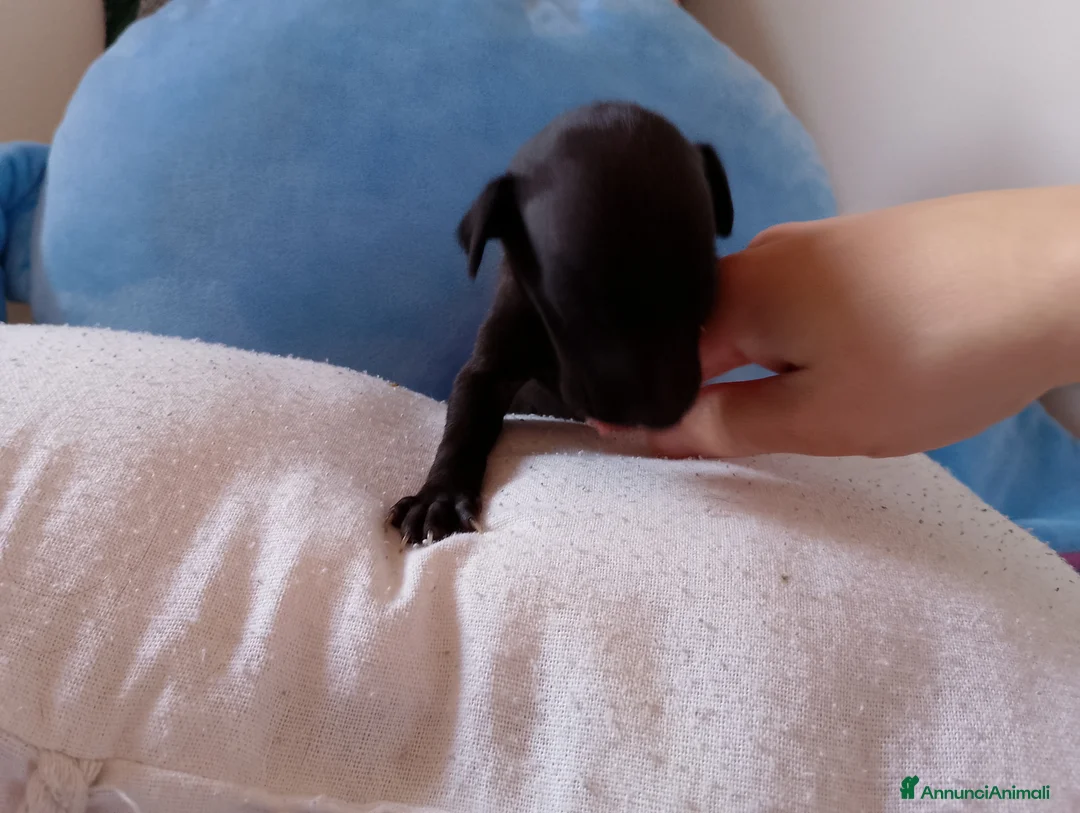 Levriero cani in vendita: Cuccioli di Piccolo Levriero Italiano - Annuncio 2
