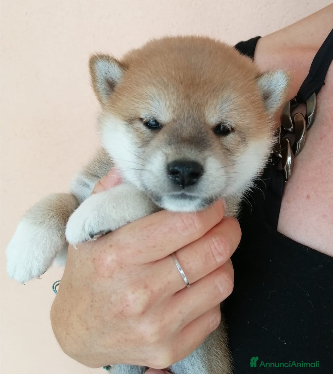 Immagine della galleria {{count}}