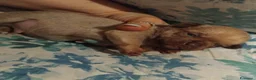 Chihuahua cani in vendita: Piccolini Chihuahua  - Annuncio 3